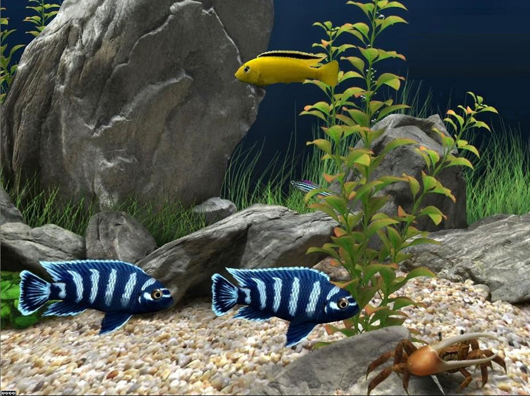 Free Aquarium Fish Screensaver 4 0